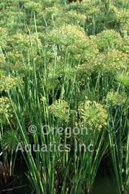Image result for Cyperus haspan