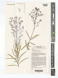 Image result for Astropanax polysciadius