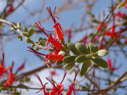 Image result for Plicosepalus amplexicaulis