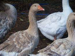 If raised the right way they will become friends for life. Raising Geese 101 Backyard Chickens Learn How To Raise Chickens