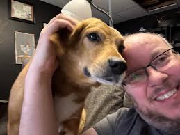 Pet dog dies from bleeding mass