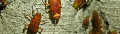 Besides, you don't have to kill roaches either. How To Get Rid Of Cockroaches Useful Tips Masters Pest Control Sydney