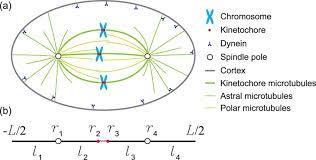 This animation demonstrates the stages of mitosis in an animal cell. Schematic Showing A Mitotic Spindle Inside A Cell B A Simplified 1d Download Scientific Diagram