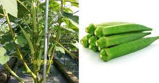 Budidaya kacang tanah efektif dilakukan pada tanah gembur yang memiliki kandungan unsur hara seperti kalium penanam kacang tanah bisa dilakukan dengan cara penunggakan dengan menggunakan jarak tanam 25 x 25 cm. Rupanya Begini Tip Nak Buat Kacang Bendi Tumbuh Subur Sesuai Sekali Untuk Tanam Di Kawasan Rumah Keluarga