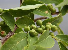 Image result for Margaritaria