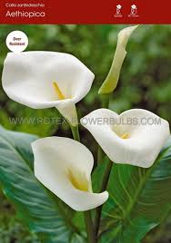 Image result for Zantedeschia aethiopica