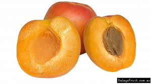Maybe you would like to learn more about one of these? Buy Apricot Moorpark Fruit Tree Prunus Armeniaca