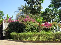 We did not find results for: Zambian Trees In Bloom