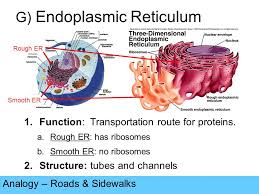 Check spelling or type a new query. Cell Structures And Functions Ppt Video Online Download