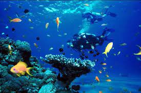 Menurut survey yang dilakukan peniliti dunia, anda harus mengunjungi pemandangan indah menajubkan tersebut sebelum masa tua. 10 Potret Indah Surga Bawah Laut Di Pulau Jawa Bak Negeri Dongeng