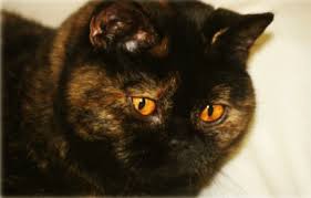 Check spelling or type a new query. Britisch Kurzhaar Schildpatt Alle Farben Britisch Kurzhaar