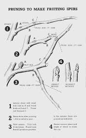 Prune back hard to a fruiting buds, keeping fruiting wood close to main framework to reduce branch bending and breakage when heavy with fruit. Pruning Espalier Fruit Trees In Spring