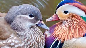 41 results for mandarin ducks feng shui. Chinese Feng Shui Mandarin Ducks Symbol Of Happiness Cocos Com De