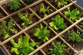Rumah tidak punya lahan yang luas bukan lah halangan untuk berkebun dan beternak, lahan yang sempit dan dalam ruangan pun bisa dimanfaatkan untuk meyalurkan hobi positif untuk berkebun dan beternak di rumah sendiri, yaa minimal selain untuk menyalurkan hobi, meningkatkan aktifitas tubuh. Cara Membuat Kebun Minimalis 1 M Di Rumah Desain Bibit Pilihan