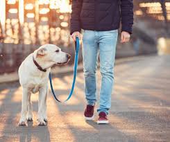 Maybe you would like to learn more about one of these? Loose Leash Walking Stop Your Dog From Pulling Pawshake Blog