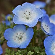 Baby Blue Eyes Seeds Flower Seeds In Packets Bulk Eden Brothers Forest Flowers Flower Seeds Anthurium Flower