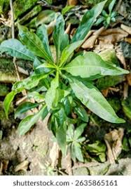 Image result for Rauvolfia nana