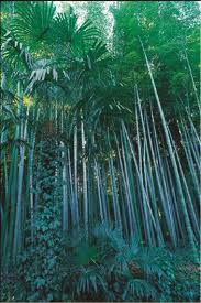 We did not find results for: Best Bamboo Plants To Grow In Your Garden Garden Design