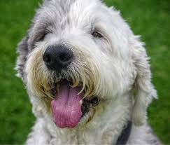 Portuguese Sheep Dog Photo Old English Sheepdog Pictures And Informations Dog Breeds Com Old English Sheepdog English Sheepdog Sheepdog