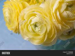 It can be used for stippling and applying sand paints. Ranunculus Asiaticus Image Photo Free Trial Bigstock