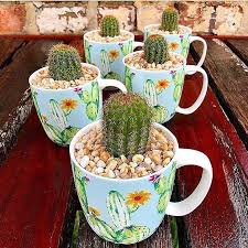 Are Cactus Thorns Poisonous If They Prick Your Skin Succulent City