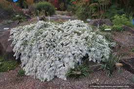 Image result for Xyris asterotricha