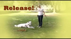 How To Train A Release Cue Down Stay Training Down Stay Fun Dog Training Training Your Dog Your Dog