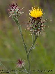 Washington State Noxious Weed Control Board
