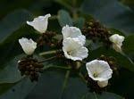 Image result for Cordia africana