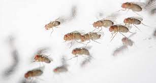The fantastic pest control team shares the most widely used pest control methods in the industry. Catching Zzzs May Retrieve Lost Memories Science News For Students