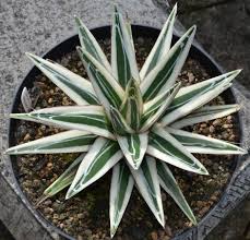 Image result for Selago albomarginata