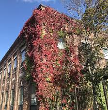 Maybe you would like to learn more about one of these? Virginia Creeper On A Wall In The Fall