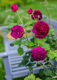 Grows well here in a zone 5a, & survives winter easily. The Last 5 Years Roses That Have Brought Me Joy Hedgerow Flowers Rose Garden Landscape David Austin Roses