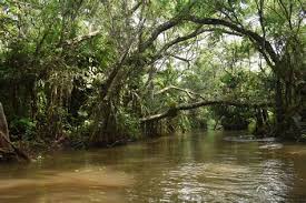 Inilah tempat wisata alam, wisata keluarga, wisata anak, air terjun, pantai dan danau yang ada di serang yang paling di rekomendasikan untuk serang merupakan sebuah kota di banten, kota ini memiliki sejuta pesona dan panaroma alam yang menakjubkan dan masih banyak yang tersembunyi. Wisata Rawa Dano Serang Wisata Rawa Dano Serang Jagoan Banten Daftar Objek Wisata Di Propinsi Banten Tidak Hanya Tremendowikisound Wall