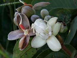 Image result for Hymenaea courbaril