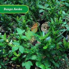 Florist in magetan, jawa tengah, indonesia. Jual Bibit Bunga Asoka Mini Unggul