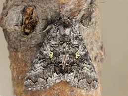 Image result for Syngrapha parilis