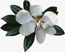 Free Free Magnolia Flower Svg File Free