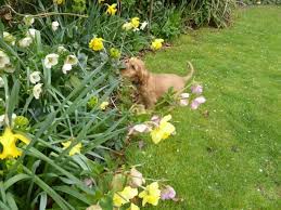 Maybe you would like to learn more about one of these? 12 Cute Puppies Trying To Help Out In The Garden