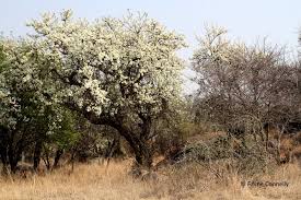 Image result for Dombeya torrida