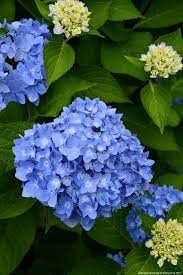 Flower Market Buckets Blooms Around The Potting Shed Amazon Flowers Summer Hydrangeas Planting Hydrangeas