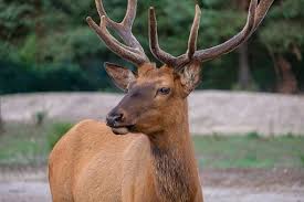 Weitere ideen zu kostenlose vorlagen, ausdrucken. 100 Free Antler Carrier Antler Photos Pixabay