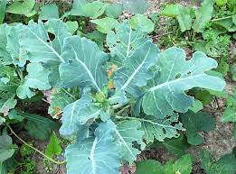 This is a great store bought option. It S Summer In My Kitchen Garden Blueberry Vegan