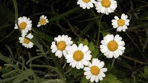 Over 100,000 spanish translations of english words and phrases. Chamomile The Wildlife Trusts