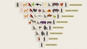 There is no consensus as yet as to how life originated on earth. Read About The Classification Of Living Things Science For Grades 6 8 Printable
