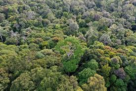 Seperti hutan hujan tropis, hutan musim, hutan bakau, sabana, serta rawa negara di benua asia, seperti myanmar, indo cina, india, malaysia serta indonesia (tersebar di pulau jawa di wilayah jawa tengah dan jawa timur. Forestry Department Official Portal Jenis Jenis Hutan