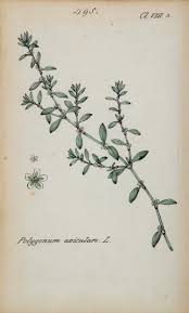 Image result for Polygonum aviculare