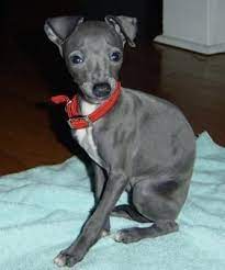 Italian Greyhound Greyhound Puppy Italian Greyhound Puppies Italian Greyhound
