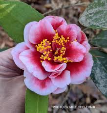 Image result for Camellia japonica