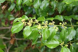 Image result for Colubrina asiatica